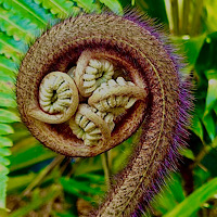 Cibotium Hawaiian Menziesii 